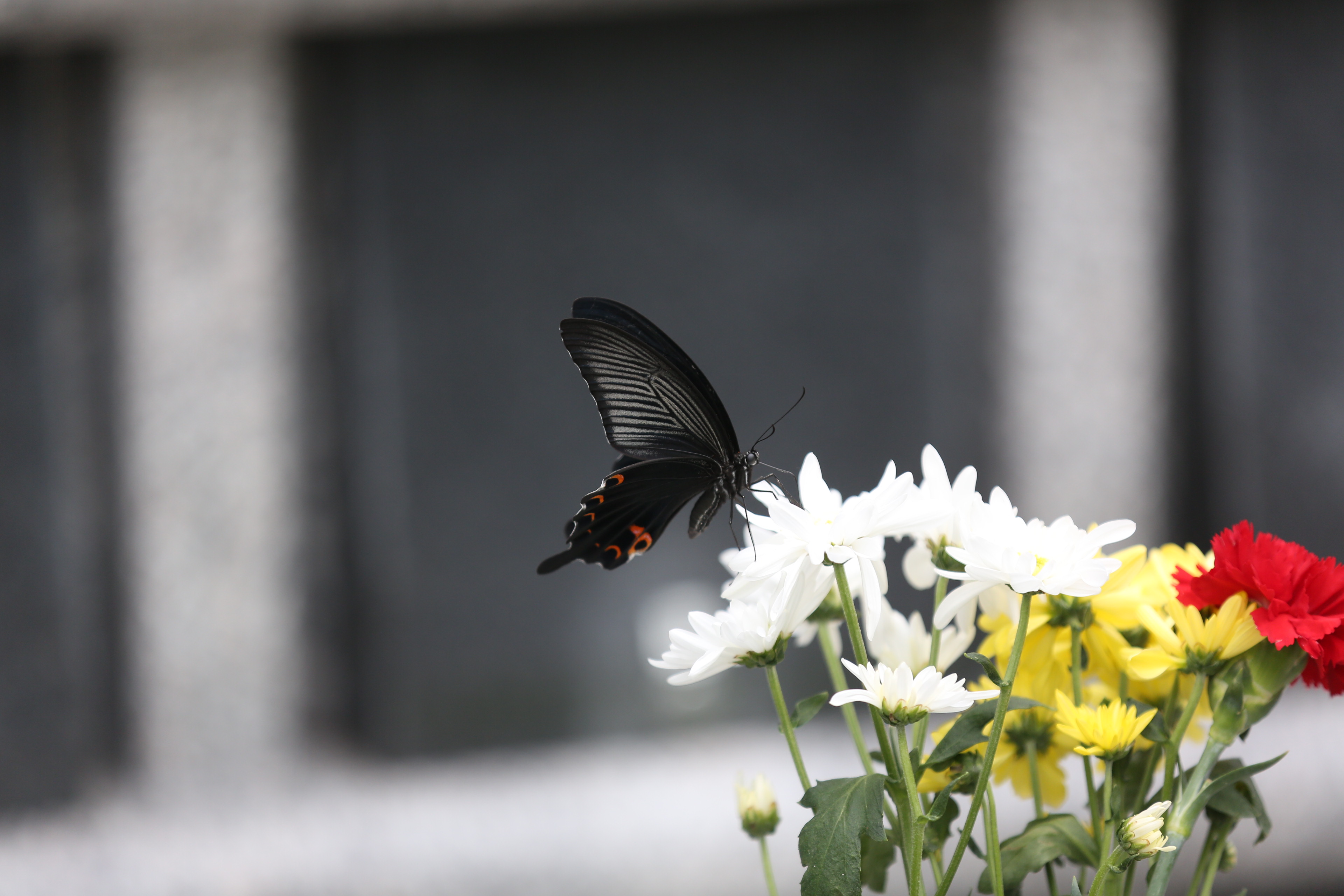 0c4a7085.jpg
